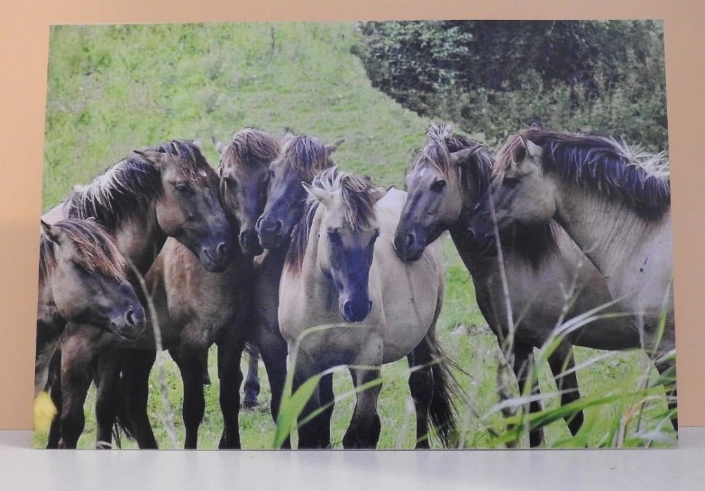 Kaart  Konikpaarden  ( Kletsend ), Verzenden, Nieuw, Dieren