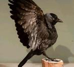 Opgezette kauw, Ophalen of Verzenden, Nieuw, Vogel, Opgezet dier