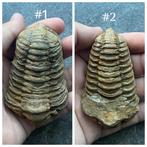 Trilobiet fossiel, Ophalen of Verzenden, Fossiel