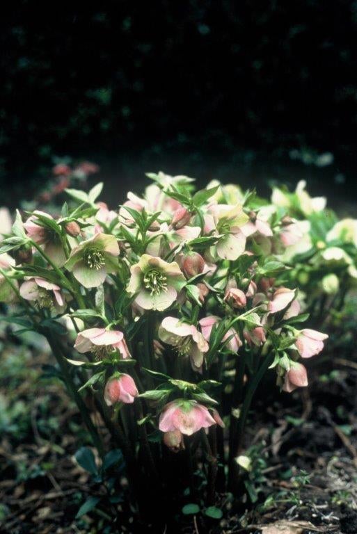 Gezonde wit-roze helleborus /kerstroos in 11cm-pot, Vaste plant, Halfschaduw, Winter, Ophalen
