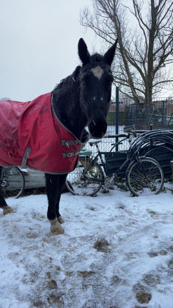Verzorgpaardje gezocht/ verzorgster aangeboden, Ophalen, Nieuw