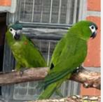 Koppel ara nobilis 23/24, Meerdere dieren, Papegaai