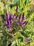 Verbena hastata - Blauwe Ijzerhard, Moeras Verbena zaden, Ophalen of Verzenden, Voorjaar, Volle zon, Zaad