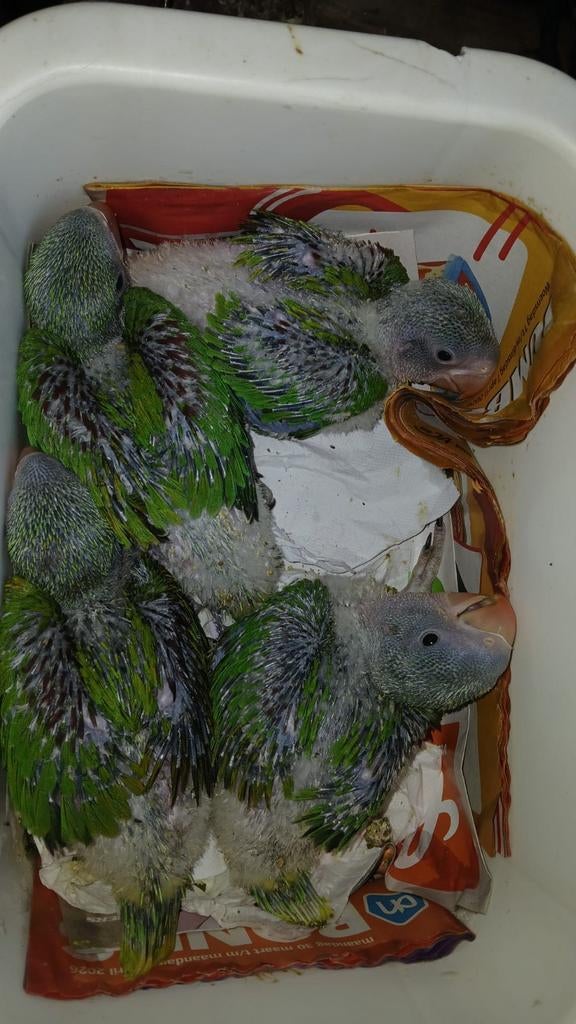 Alexander parkietjes zie omschrijving, Dieren en Toebehoren, Vogels | Parkieten en Papegaaien, Parkiet, Meerdere dieren, Geringd