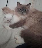 Prachtige en erg lieve ragdoll poes met stamboom, Poes, Met stamboom, 3 tot 5 jaar