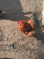 Cochin kriel hanen tekoop, Dieren en Toebehoren, Pluimvee, Mannelijk, Kip
