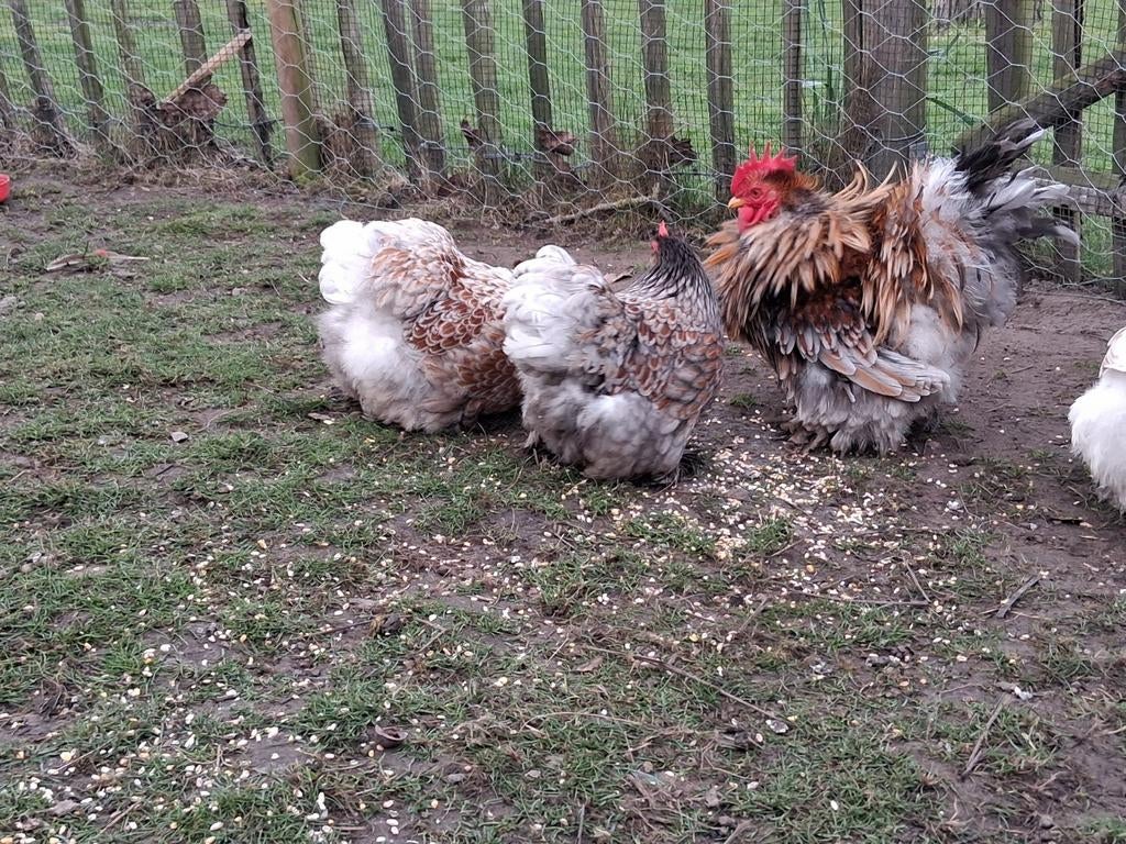 Broedeieren cochin goud blauw gezoomd, Geslacht onbekend, Kip