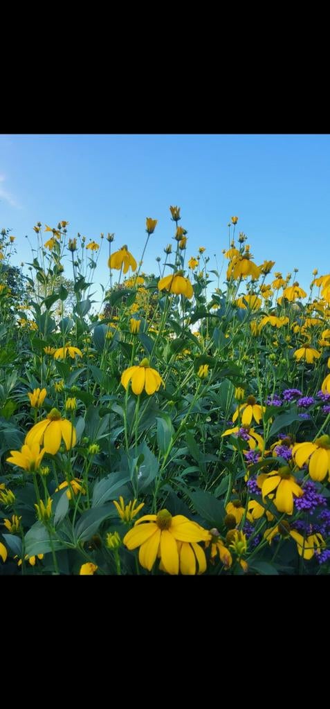 24x rudbeckia nitida vaste zonnebloem, Ophalen, Volle zon