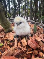 Actie 12 usa zijdehoen broedeieren voor 30,00, Dieren en Toebehoren, Pluimvee, Geslacht onbekend, Kip