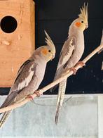 Jonge valkparkieten, Dieren en Toebehoren, Vogels | Parkieten en Papegaaien