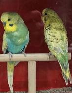 koppel dun follow, Meerdere dieren, Parkiet, Geringd