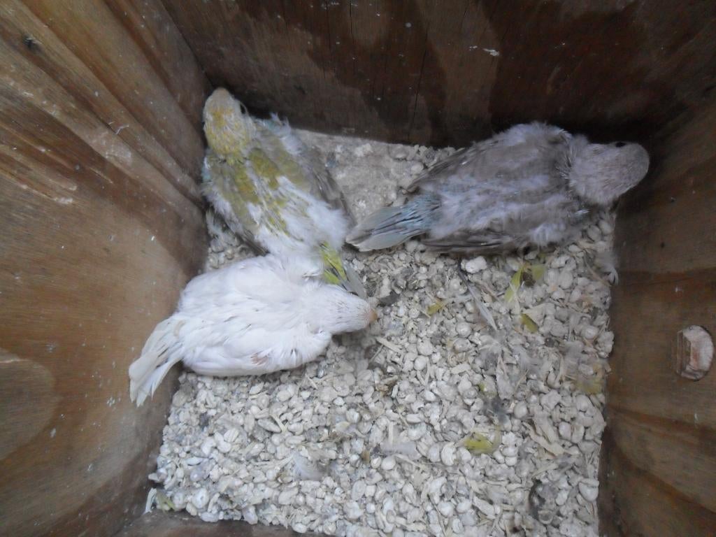 Jonge roodrugparkieten, Dieren en Toebehoren, Meerdere dieren, Parkiet, Geringd