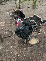 Kalkoen haan, Mannelijk, Kalkoen