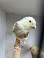 Mooie Timbrado jonkies te koop, Dieren en Toebehoren, Meerdere dieren, Zangkanarie