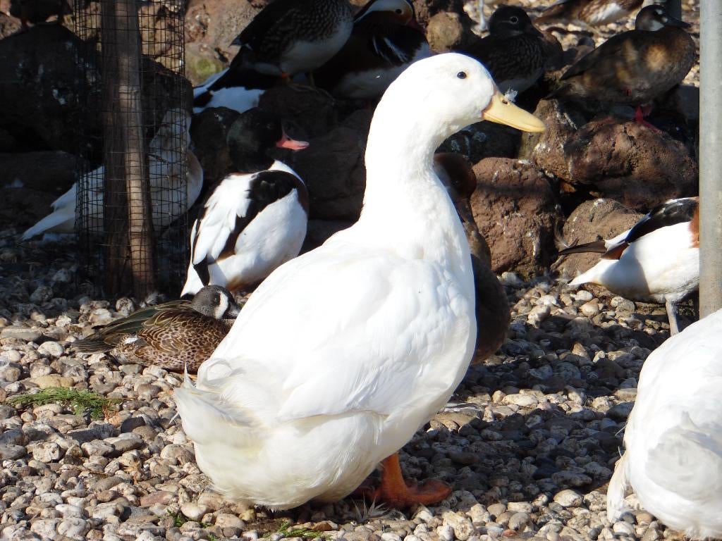 Pekingeend | Gezonde siereenden | Passend advies, Meerdere dieren, Eend