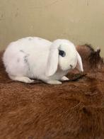 mino lopje Voester 12 weken, Vrouwelijk, Dwerg