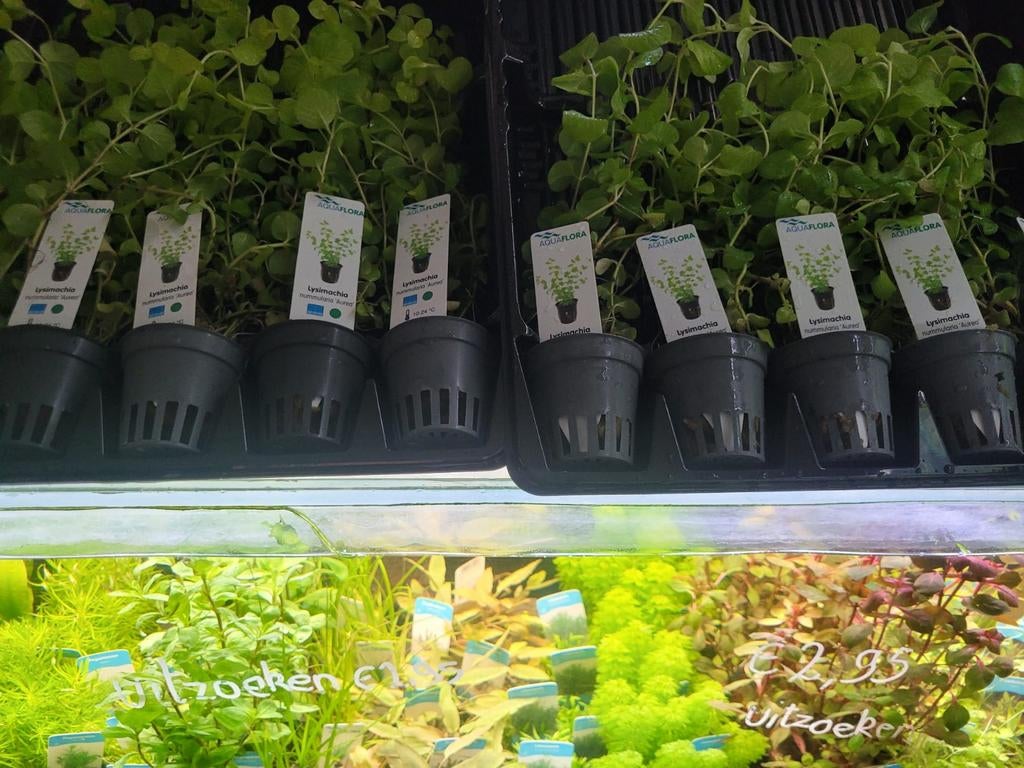 Hobbyaquarium aquariumplanten uitzoeken, Vis