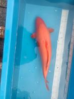 4 Koi s 60 cm, Karper of Koi