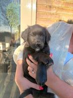 Laatste lieve pup opgegroeid in huis zoekt nieuw thuis❤️, Parvo, 8 tot 15 weken, Groot, Meerdere