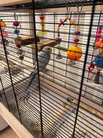 Grasparkiet vrouwtje paars, Dieren en Toebehoren, Vogels | Parkieten en Papegaaien, Vrouwelijk, Parkiet