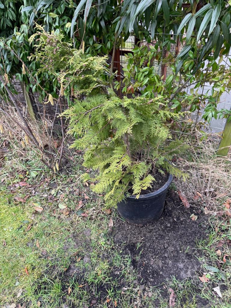 Coniferen uit de volle grond, Tuin en Terras, Planten | Bomen, Bloeit niet, 100 tot 250 cm, Volle zon, In pot