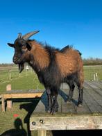 Bokje te koop, Mannelijk, Geit