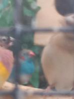 Blauwfazantje man 2025 geringd, Mannelijk, Parkiet, Geringd