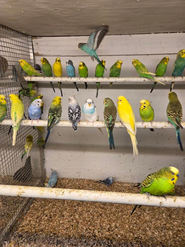 Grasparkieten, Dieren en Toebehoren, Vogels | Parkieten en Papegaaien, Meerdere dieren, Parkiet