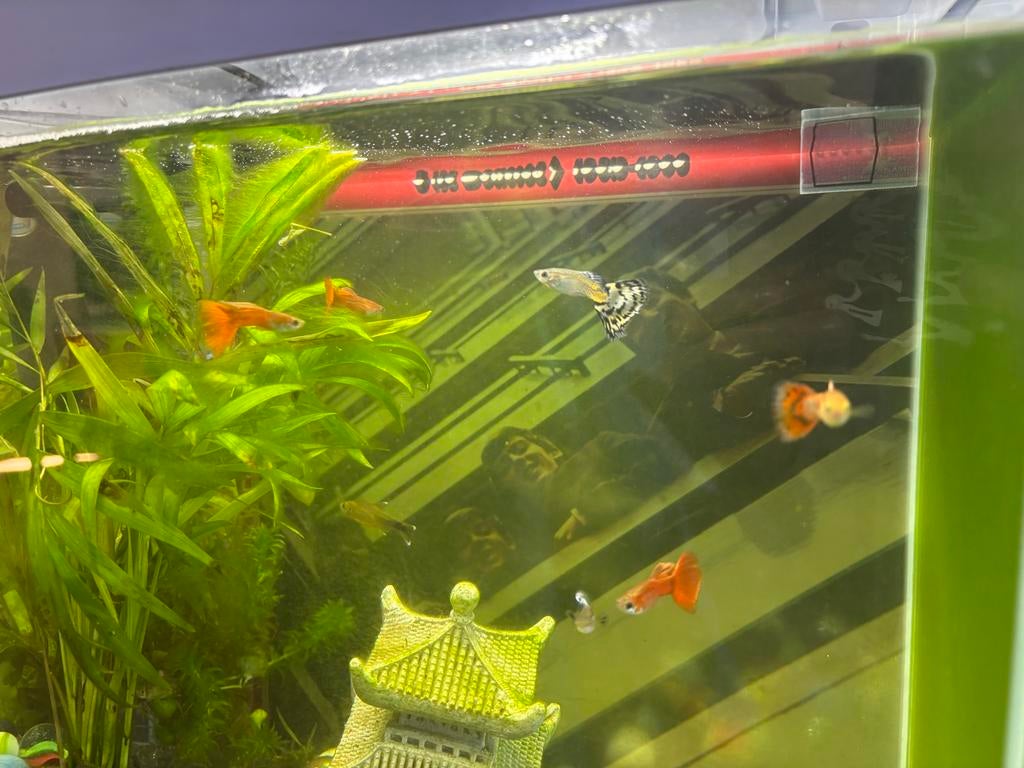 8 guppies, Vis