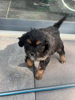 Cavalier X Pomsky Pups, Overige rassen, Meerdere, Meerdere dieren, Nederland