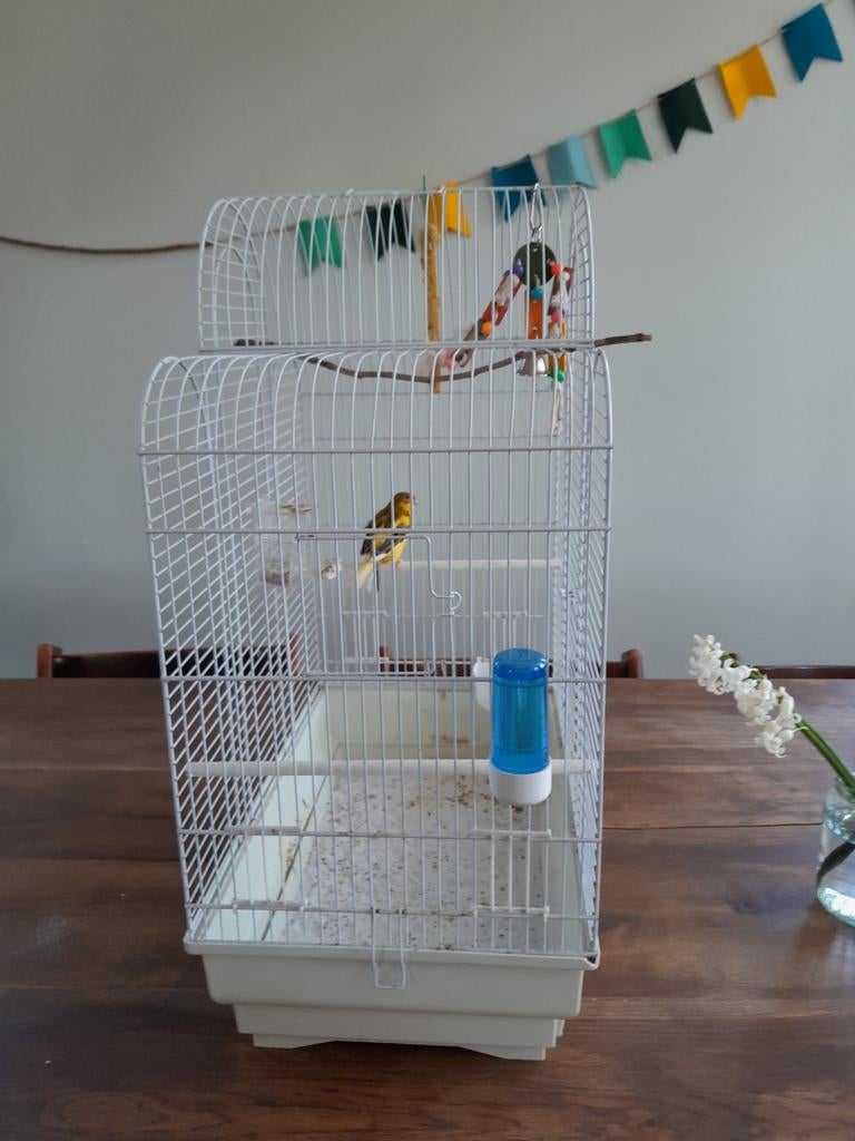 Kanarie + kooi, Dieren en Toebehoren, Vogels | Kanaries