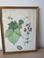 Botanische illustratie in lijst, Ophalen of Verzenden