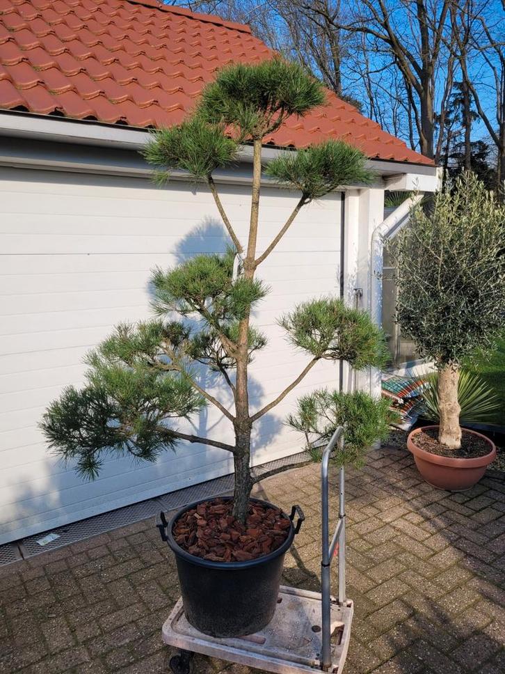 Pinus Nigra Ponpon Bonsai - Japanse Zwarte Den, Tuin en Terras, Planten | Tuinplanten, Vaste plant, Overige soorten, Volle zon