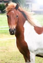 Lieve verzorgpony gezocht, Ophalen