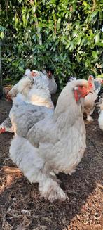 Lavendel blauw parelgrijs brahma kuikentjes isabel kuiken, Dieren en Toebehoren, Pluimvee, Geslacht onbekend, Kip