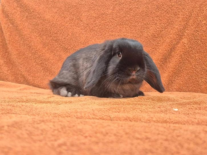 Lieve gecastreerde NHD ram zwart marter rustig hangoor 3mnd, Dieren en Toebehoren, Konijnen, Dwerg, Mannelijk, 0 tot 2 jaar, Hangoor