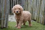 Prachtige medium Labradoodle pups, met stamboom, Dieren en Toebehoren, Parvo, België, Overige rassen, 8 tot 15 weken