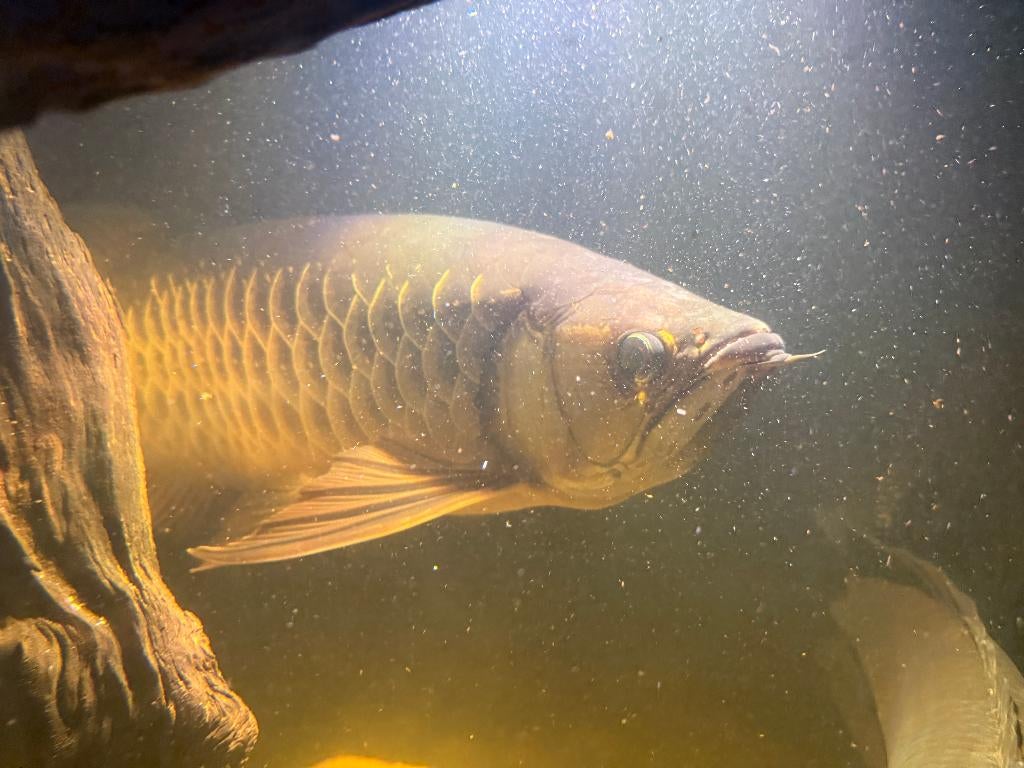 Golden Arowana 50CM met alle papieren, Vis, Zoetwatervis