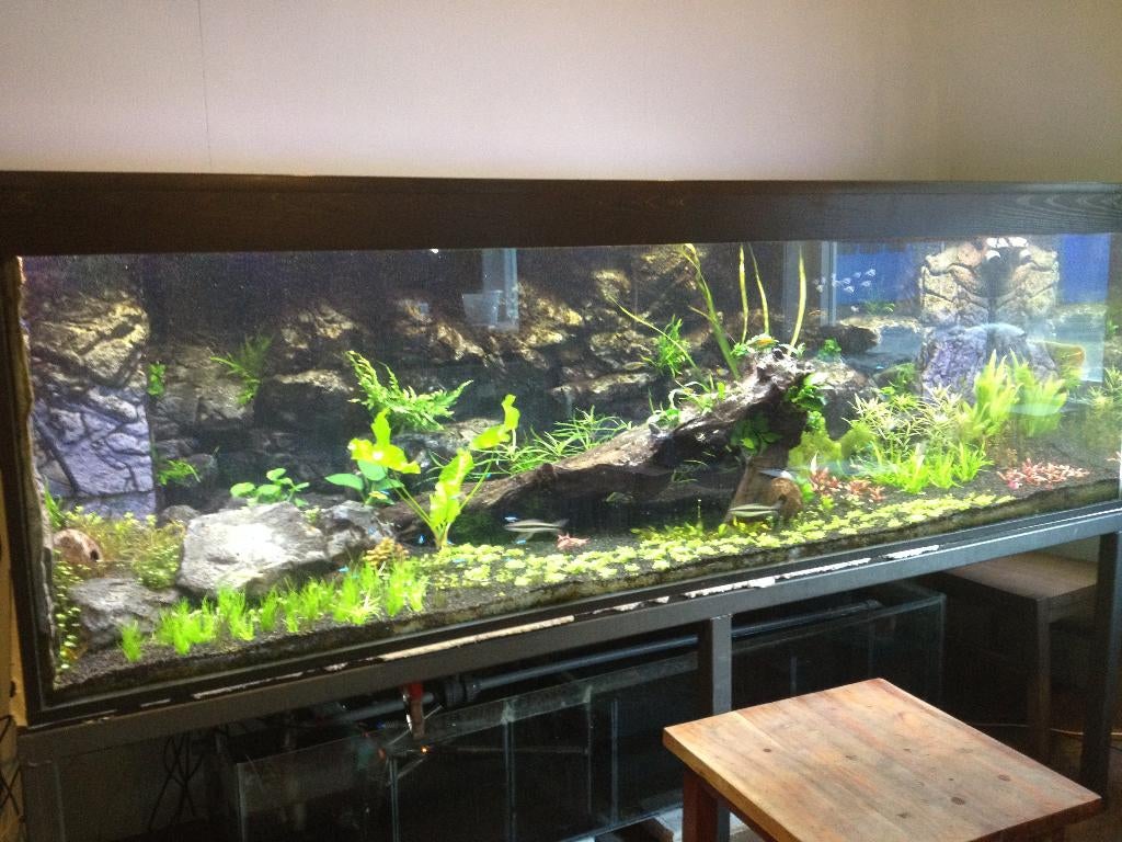 Heel groot aquarium met toebehoren, Dieren en Toebehoren, Vissen | Aquaria en Toebehoren, Gebruikt, Leeg aquarium, Ophalen