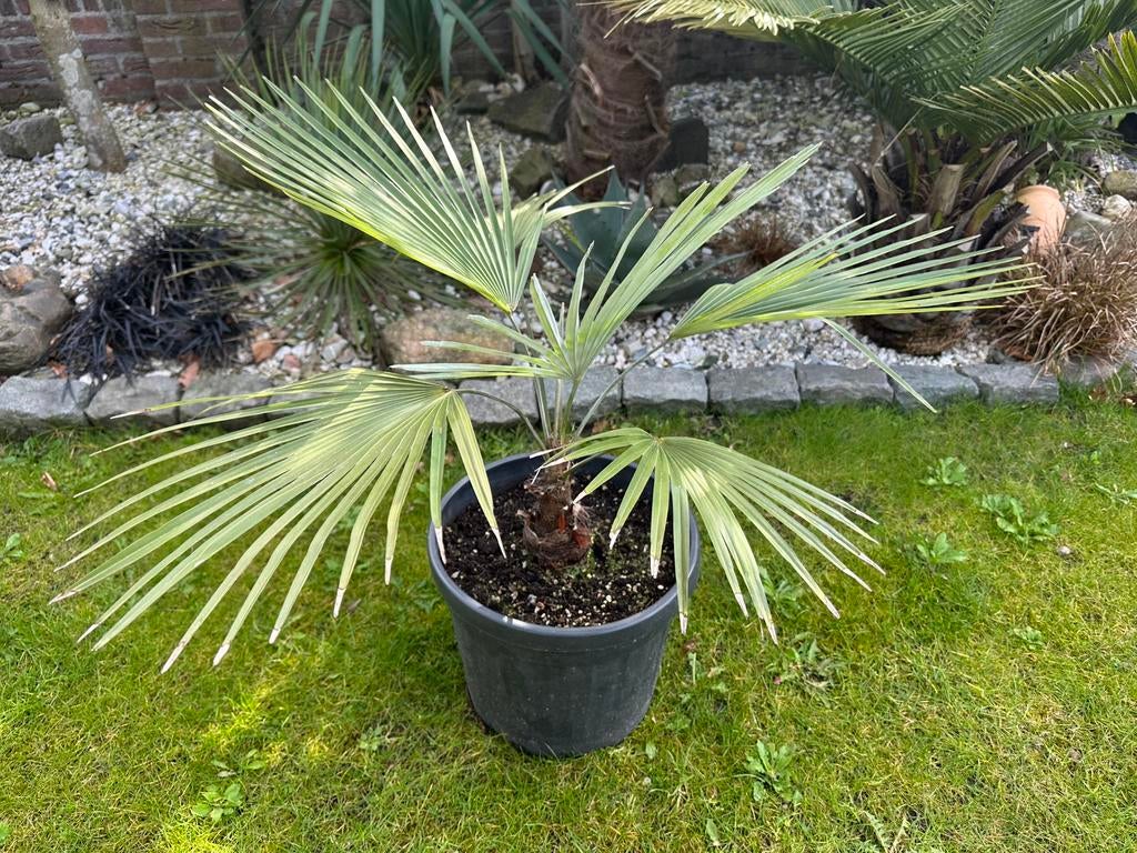 Mooie Princeps palmboom, palm, winterhard, Tuin en Terras, Minder dan 100 cm, Zomer, Palmboom, Ophalen