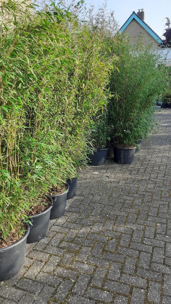 Bamboe planten altijd voordelig, Tuin en Terras, Planten | Struiken en Hagen, Ophalen, Bamboe, Haag, 100 tot 250 cm