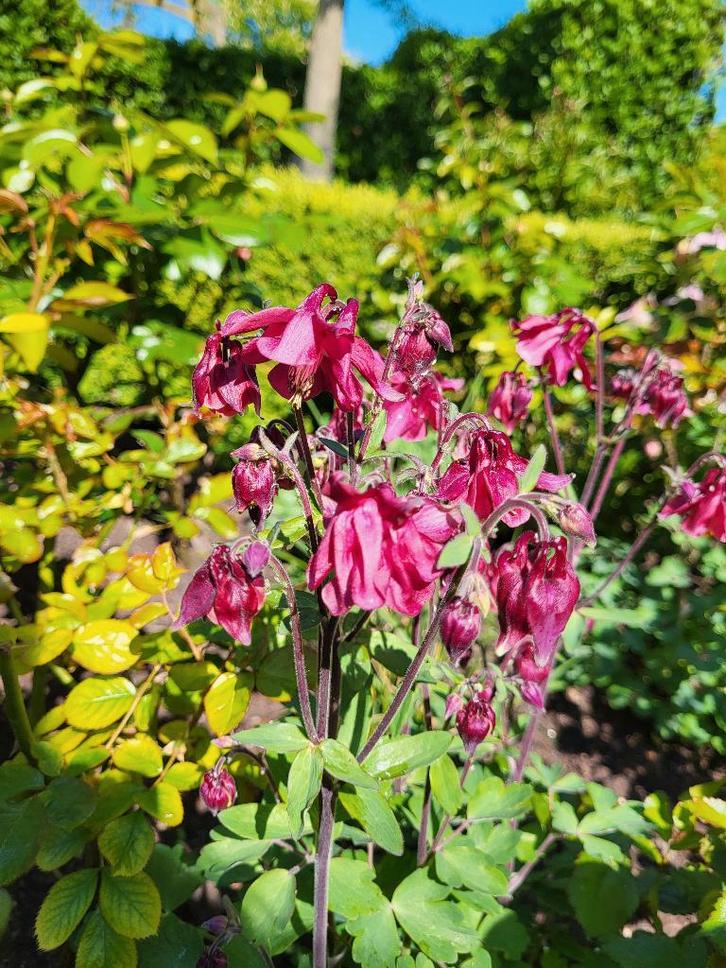Zaden Akelei roze-rood, Tuin en Terras, Bloembollen en Zaden, Volle zon, Verzenden