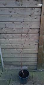 Appelboom    jonagold, Ophalen, Lente, Volle zon, In pot