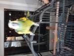 Tekoop amazone papagaai met kooi 1200,00 euro, Dieren en Toebehoren, Vogels | Parkieten en Papegaaien, Mannelijk, Papegaai