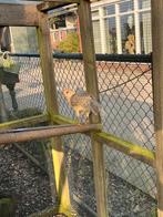 Gele goudfazant, Mannelijk, Overige soorten