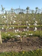fruitbomen: Appel, Peer, Pruim -Kers., Ophalen, Lente, Volle zon, Appelboom