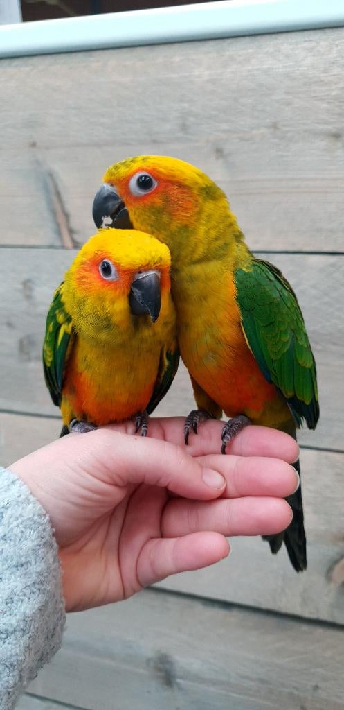 VERWACHT Jonge Baby Zonparkieten | Handtam | Aanhankelijk, Dieren en Toebehoren, Vogels | Parkieten en Papegaaien, Parkiet, Meerdere dieren