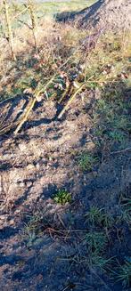 diverse zeer jonge struiken en bomen, Ophalen, Overige soorten, Struik, Minder dan 100 cm