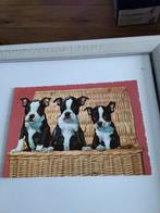 DRIE BOSTON TERRIER PUPPY'S IN EEN RIETEN MAND 1959, Ophalen of Verzenden, 1940 tot 1960, Overige thema's