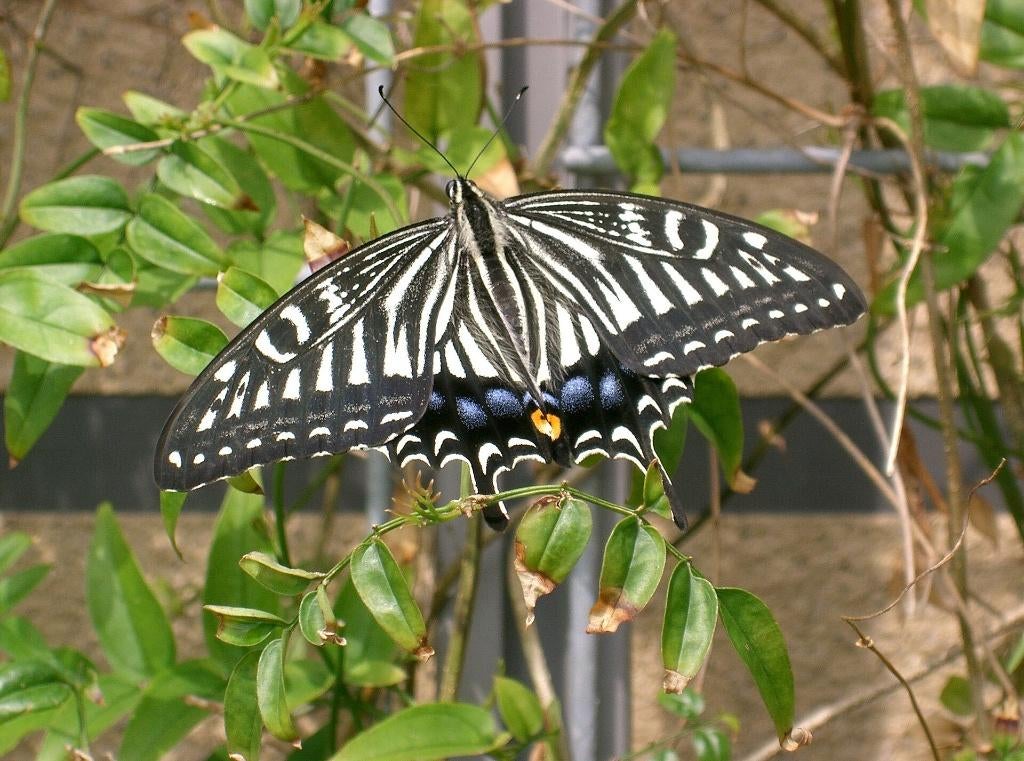Eitjes Papilio Xuthus, Dieren en Toebehoren, Vlinders of Rupsen